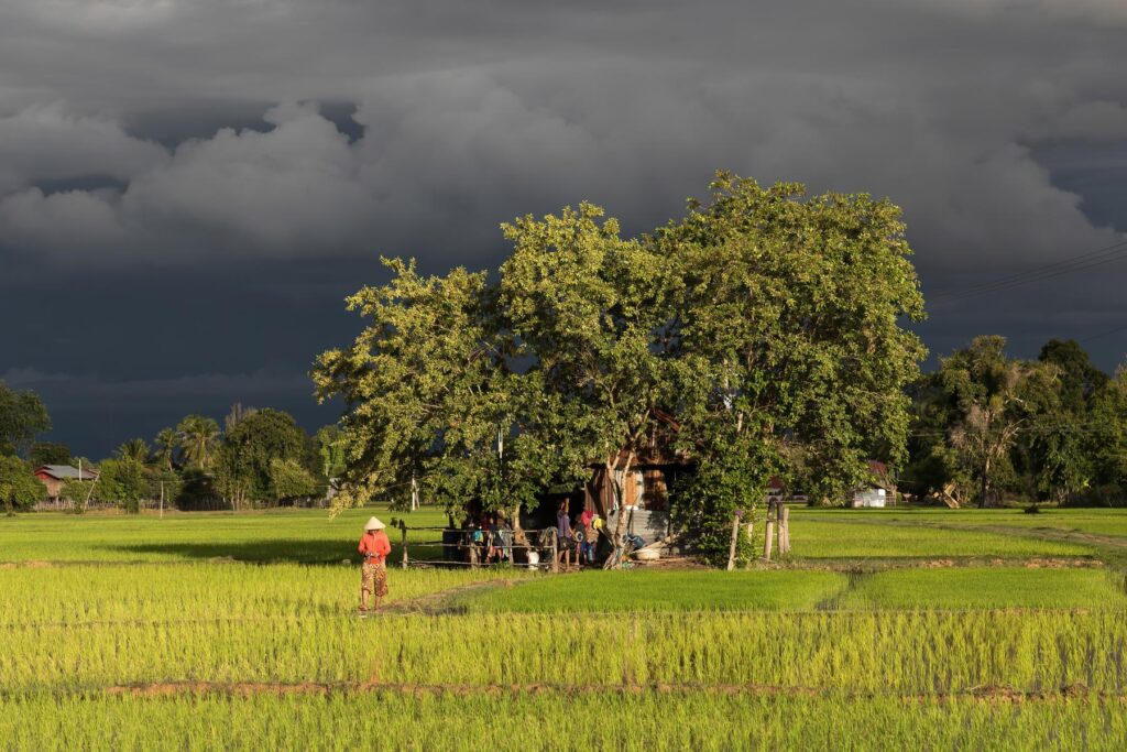 Tiny house surrounded by trees, inhabited in the middle of green paddy fields in sunshine under a st