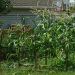 File:Corn growing in a backyard garden in New Jersey.jpg - a fence is in the fore of a corn field