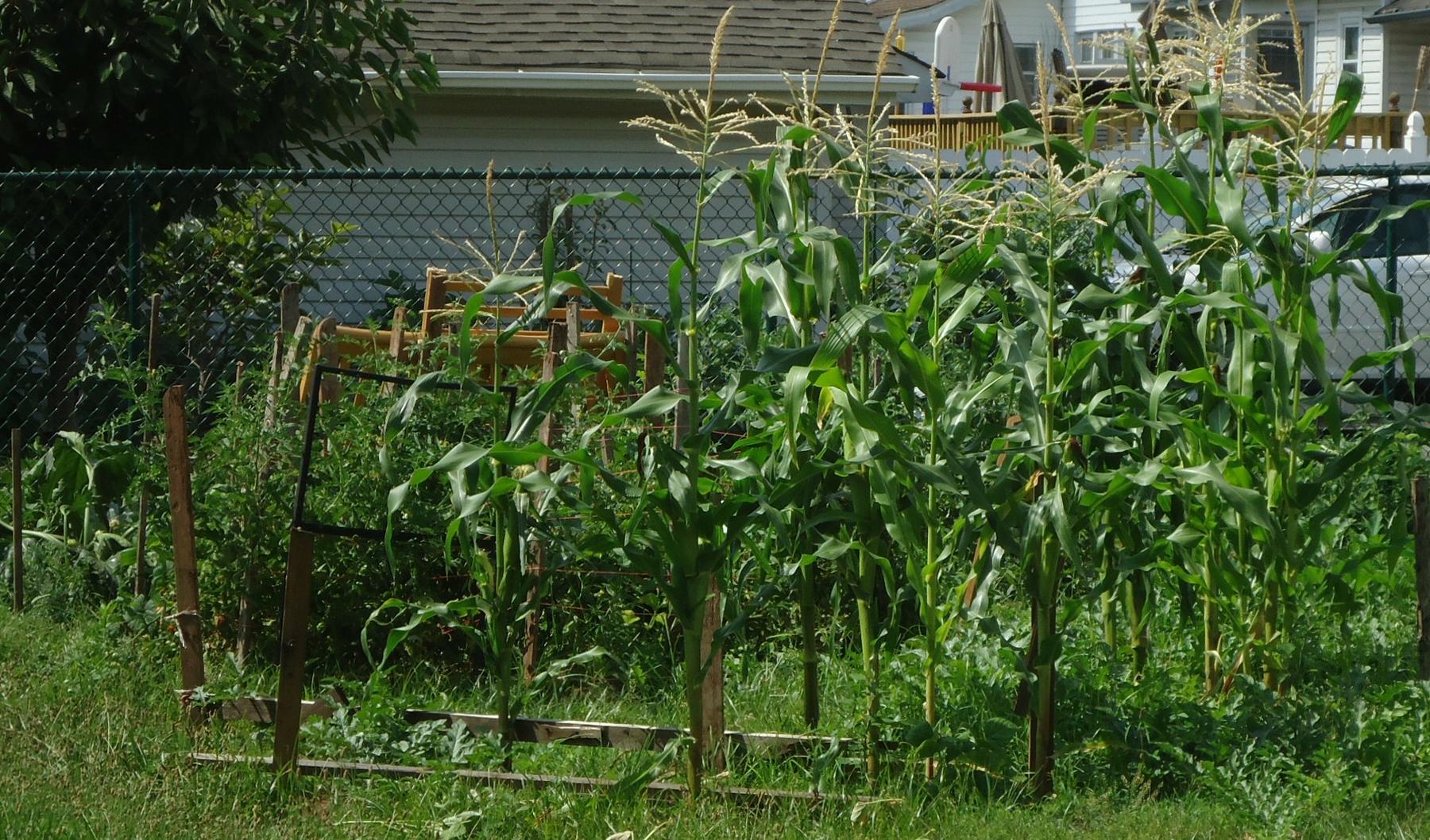File:Corn growing in a backyard garden in New Jersey.jpg - a fence is in the fore of a corn field